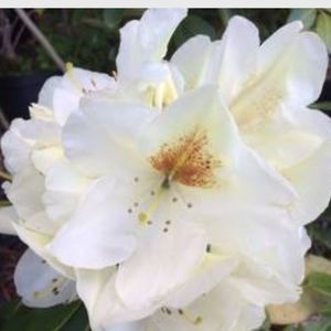 Rhododendron Phyllis Korn - RhodoDirect: Rhododendrons Online