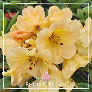 Products: Rhododendron Pierces Apricot - RhodoDirect: Rhododendrons Online