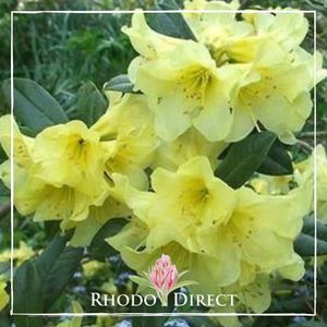 Products: Rhododendron Saffron Queen - RhodoDirect: Rhododendrons Online