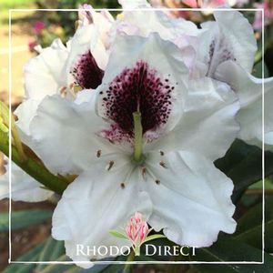 Rhododendron Sappho - RhodoDirect: Rhododendrons Online