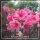 Rhododendron Sarita Loder - RhodoDirect: Rhododendrons Online