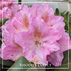 Products: Rhododendron Scintillation - RhodoDirect: Rhododendrons Online