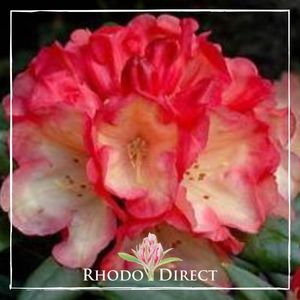 Rhododendron Seaview Sunset - RhodoDirect: Rhododendrons Online