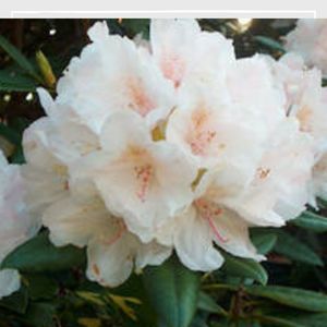 Products: Rhododendron Senator Henry Jackson - RhodoDirect: Rhododendrons Online