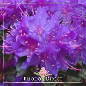 Products: Rhododendron Senora Meldon - RhodoDirect: Rhododendrons Online