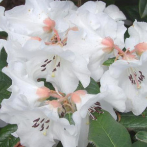 Rhododendron September Snow - RhodoDirect: Rhododendrons Online