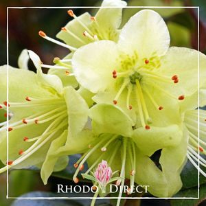 Products: Rhododendron Shamrock - RhodoDirect: Rhododendrons Online