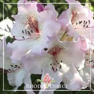 Products: Rhododendron Simona - RhodoDirect: Rhododendrons Online