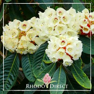 Rhododendron Sino Grande - RhodoDirect: Rhododendrons Online