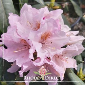 Rhododendron Alex Holmes