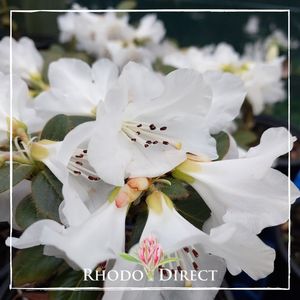 Products: Rhododendron Alpine Meadow