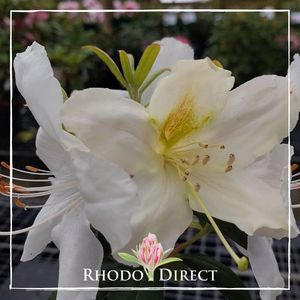 Rhododendron Anne Teece - RhodoDirect: Rhododendrons Online