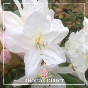 Rhododendron Pawhuska - RhodoDirect: Rhododendrons Online
