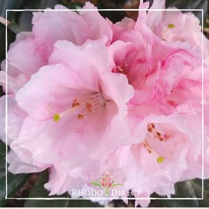 Products: Rhododendron Little Angel - RhodoDirect: Rhododendrons Online