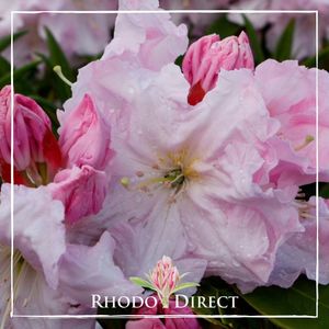 Products: Rhododendron Van Dec - RhodoDirect: Rhododendrons Online