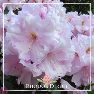 Rhododendron Van Nes Sensation - RhodoDirect: Rhododendrons Online