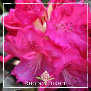 Rhododendron Very Berry - RhodoDirect: Rhododendrons Online