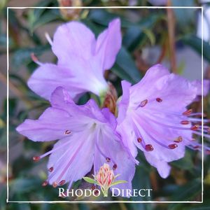 Products: Rhododendron Vibrant Violet - RhodoDirect: Rhododendrons Online