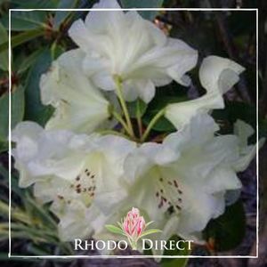 Rhododendron Vicki Harris - RhodoDirect: Rhododendrons Online
