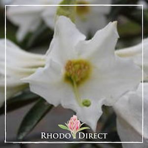 Rhododendron Virginalis - RhodoDirect: Rhododendrons Online