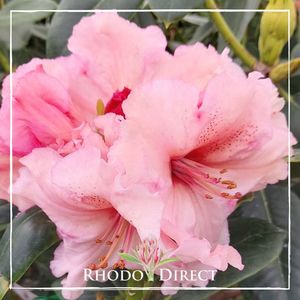 Rhododendron Virginia Richards - RhodoDirect: Rhododendrons Online