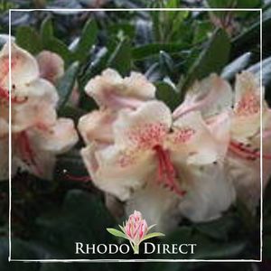 Products: Rhododendron Viscy - RhodoDirect: Rhododendrons Online