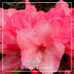 Products: Rhododendron Wee Willy Winkie - RhodoDirect: Rhododendrons Online
