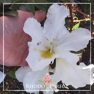 Products: Rhododendron White Dove - RhodoDirect: Rhododendrons Online