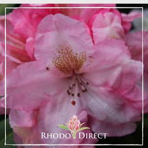 Products: Rhododendron Bashful