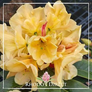 Rhododendron Apricot Icecream