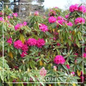 Products: Rhododendron Elegans