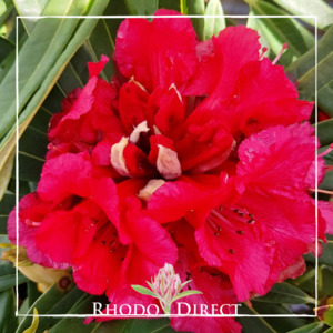 Products: Rhododendron Kaponga - RhodoDirect: Rhododendrons Online
