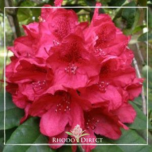 Rhododendron Lord Roberts - RhodoDirect: Rhododendrons Online