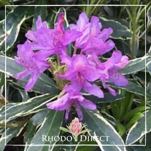 Rhododendron Silver Edge - RhodoDirect: Rhododendrons Online