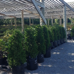 Thuja - RhodoDirect: Rhododendrons Online
