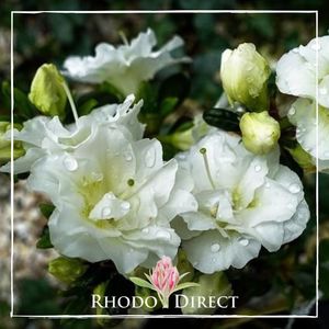 Products: Azalea Pavlova - RhodoDirect: Rhododendrons Online