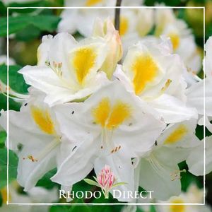 Products: Azalea Persil - RhodoDirect: Rhododendrons Online