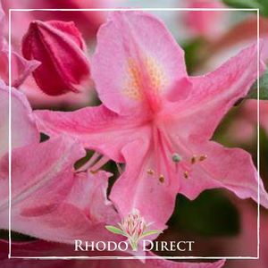 Azalea Pink Chiffon - RhodoDirect: Rhododendrons Online