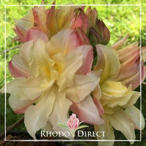 Azalea Softlights - RhodoDirect: Rhododendrons Online
