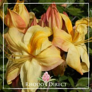 Azalea Sun Chariot - RhodoDirect: Rhododendrons Online