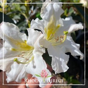 Rhododendron COS - RhodoDirect: Rhododendrons Online