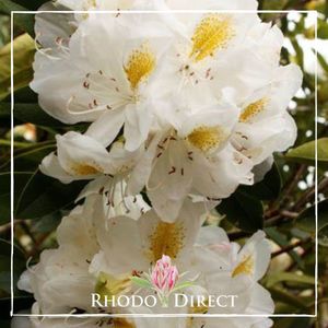 Products: Rhododendron Belle Heller