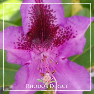 Products: Rhododendron Blue Boy