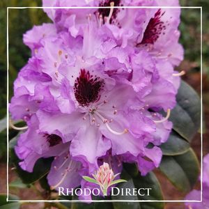 Rhododendron Blue Peter