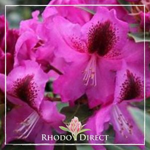 Rhododendron Broxton 247
