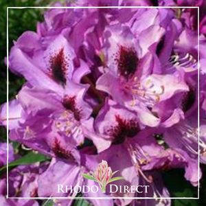 Rhododendron Bumble Bee
