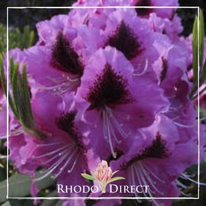 Products: Rhododendron Chapeau