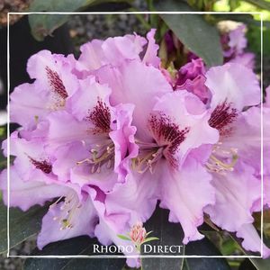 Products: Rhododendron Mount Clearview - RhodoDirect: Rhododendrons Online