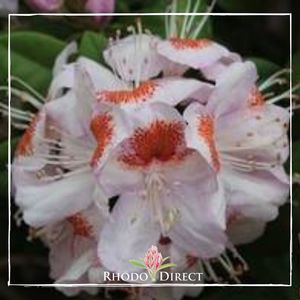 Products: Rhododendron Mrs Tom H Lowinsky - RhodoDirect: Rhododendrons Online