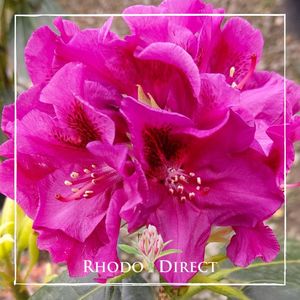 Products: Rhododendron Olin O Dobbs - RhodoDirect: Rhododendrons Online